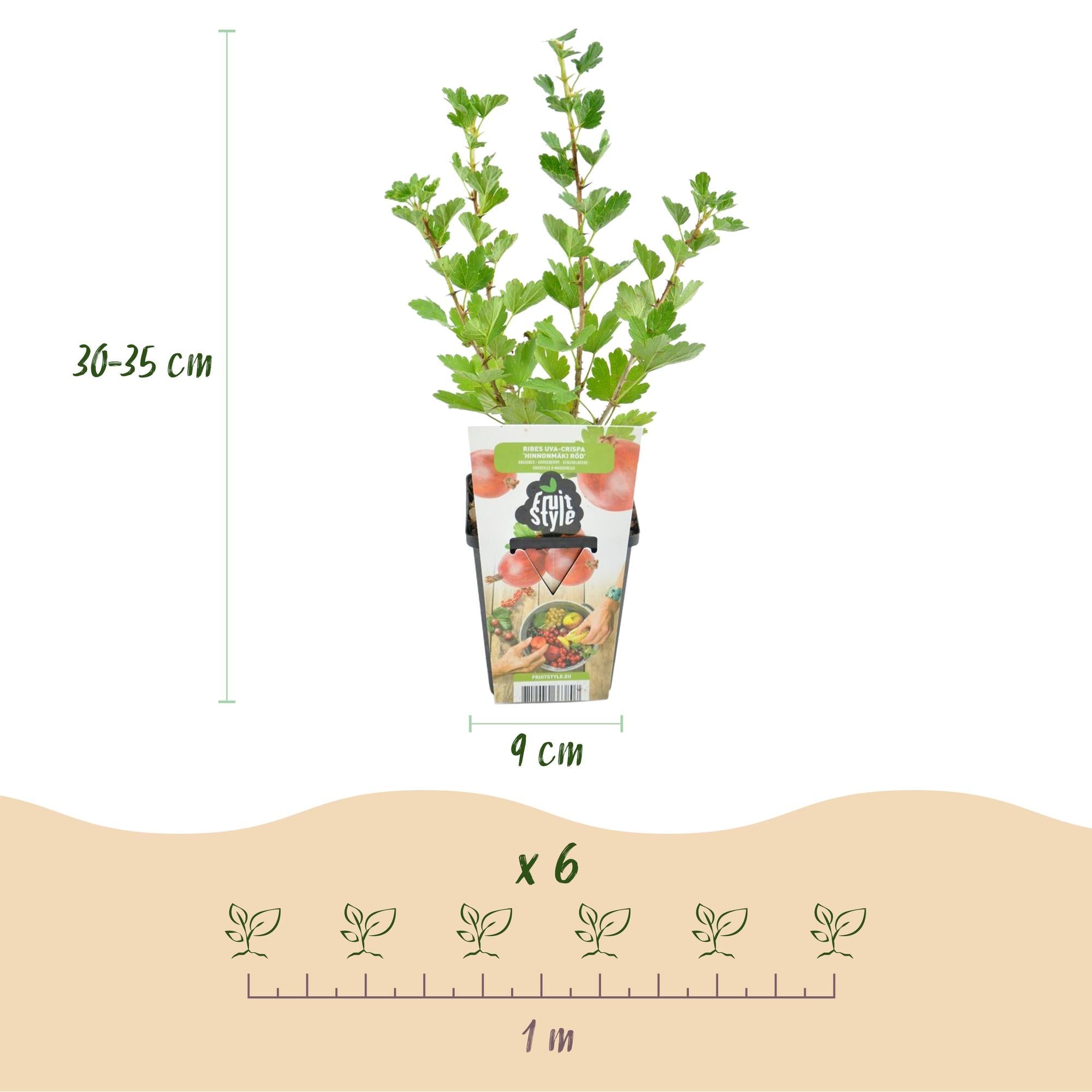 green-guardia-jostabeere-hinnonm-ki-rot-9cm-topf image 2