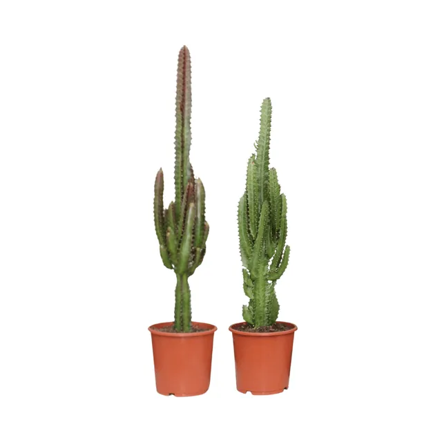 green-guardia-unsere-pflanzen-euphorbia-gr-n-rot-2-pflanzen-75-cm image 1
