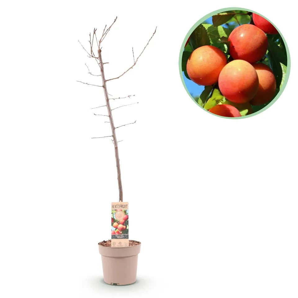green-guardia-prunus-victoria-pflaumenbaum-21cm-topf-90cm image 1