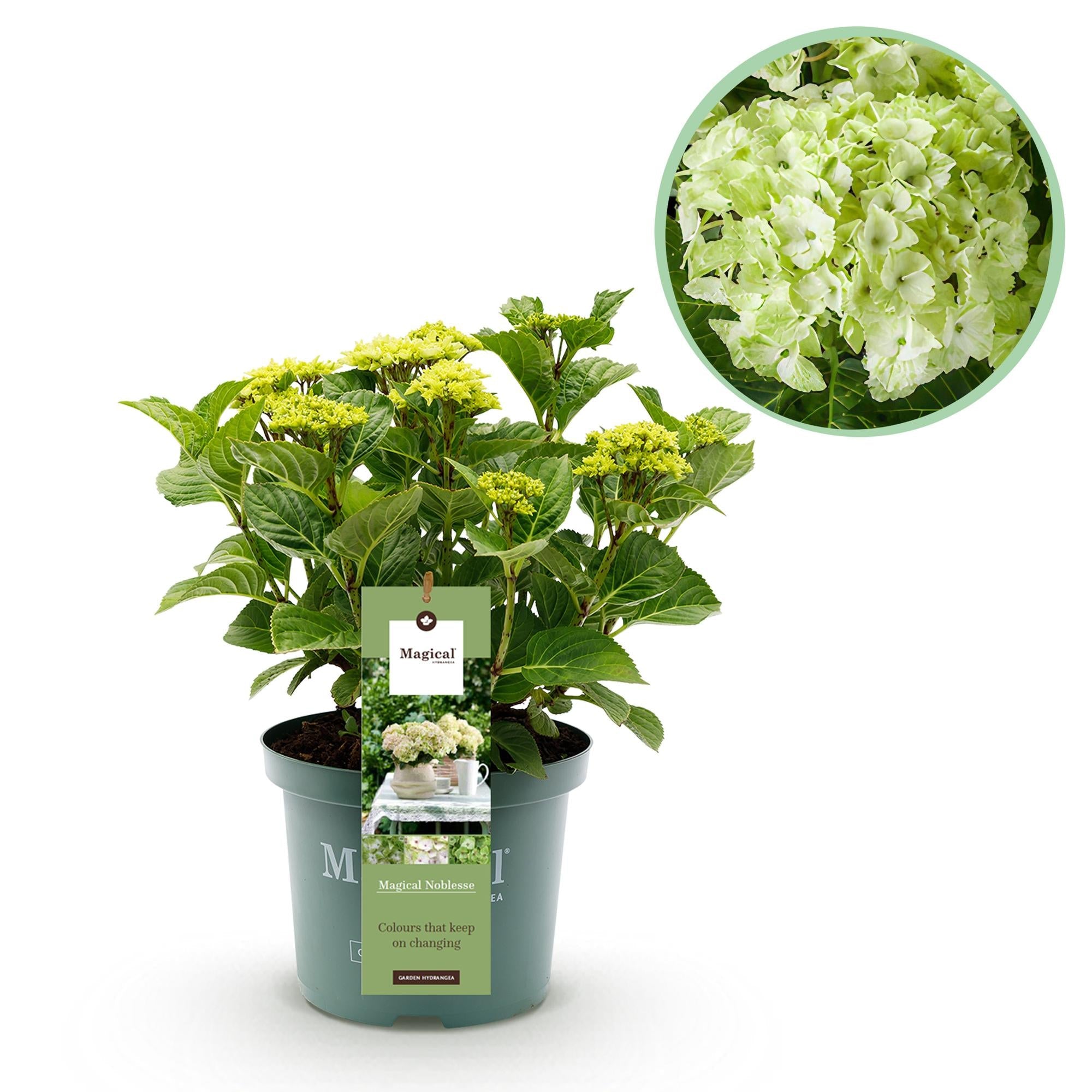 green-guardia-hortensie-magical-nobless-wei-23cm-winterhart image 1