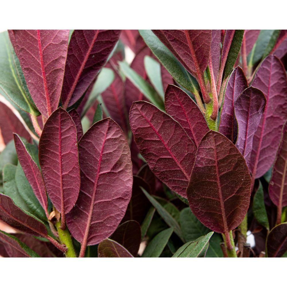 green-guardia-rhododendron-wine-roses-zimmerpflanze-13-cm-topf-immergr-n image 2