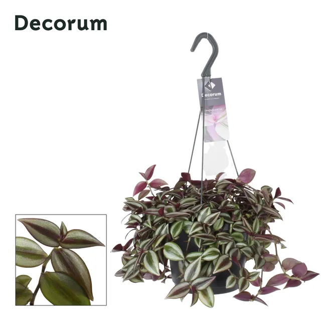 green-guardia-tradescantia-zebrina-purpusii-wandersmann-17cm image 1