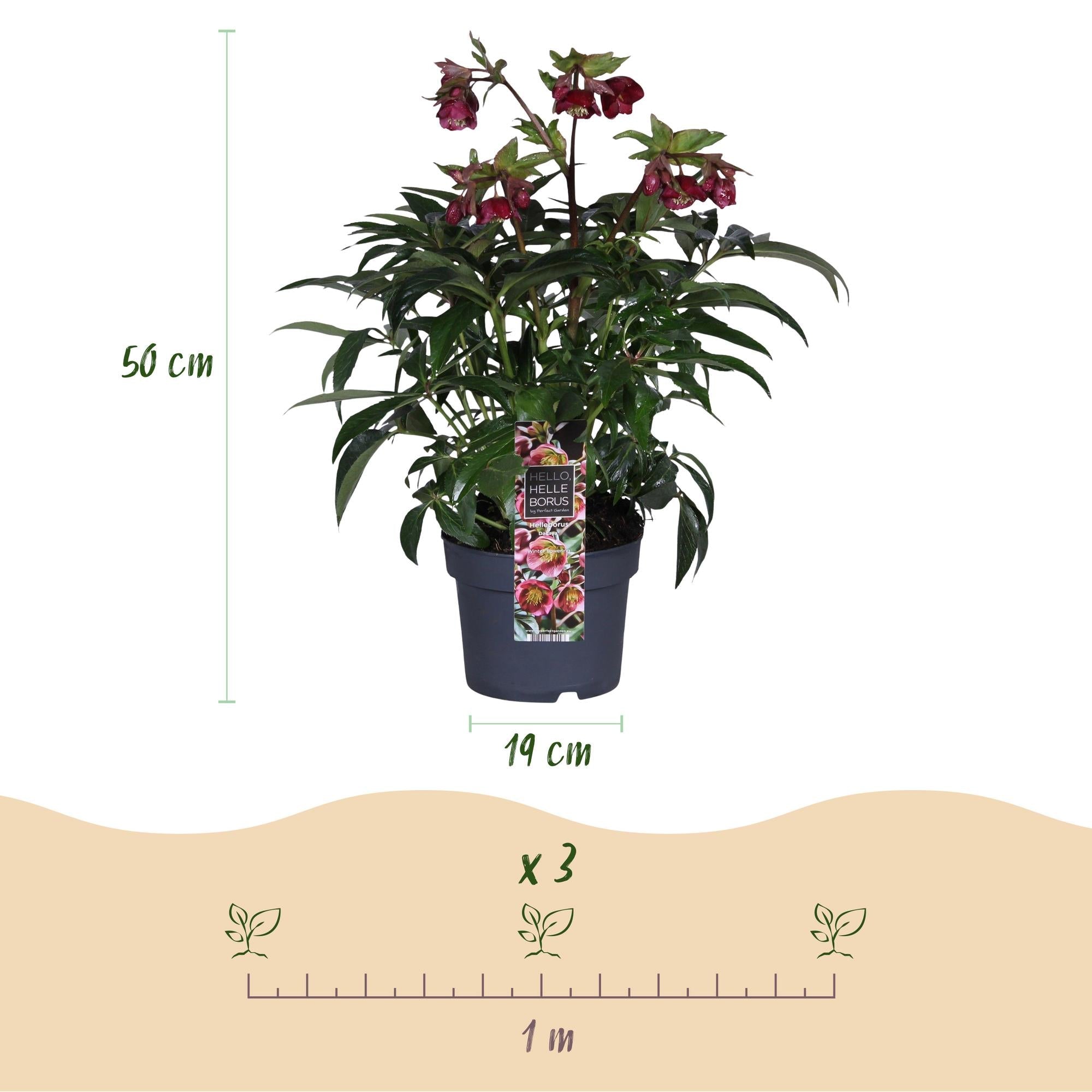 green-guardia-helleborus-dacaya-19cm-topf-rosa-winterhart image 2