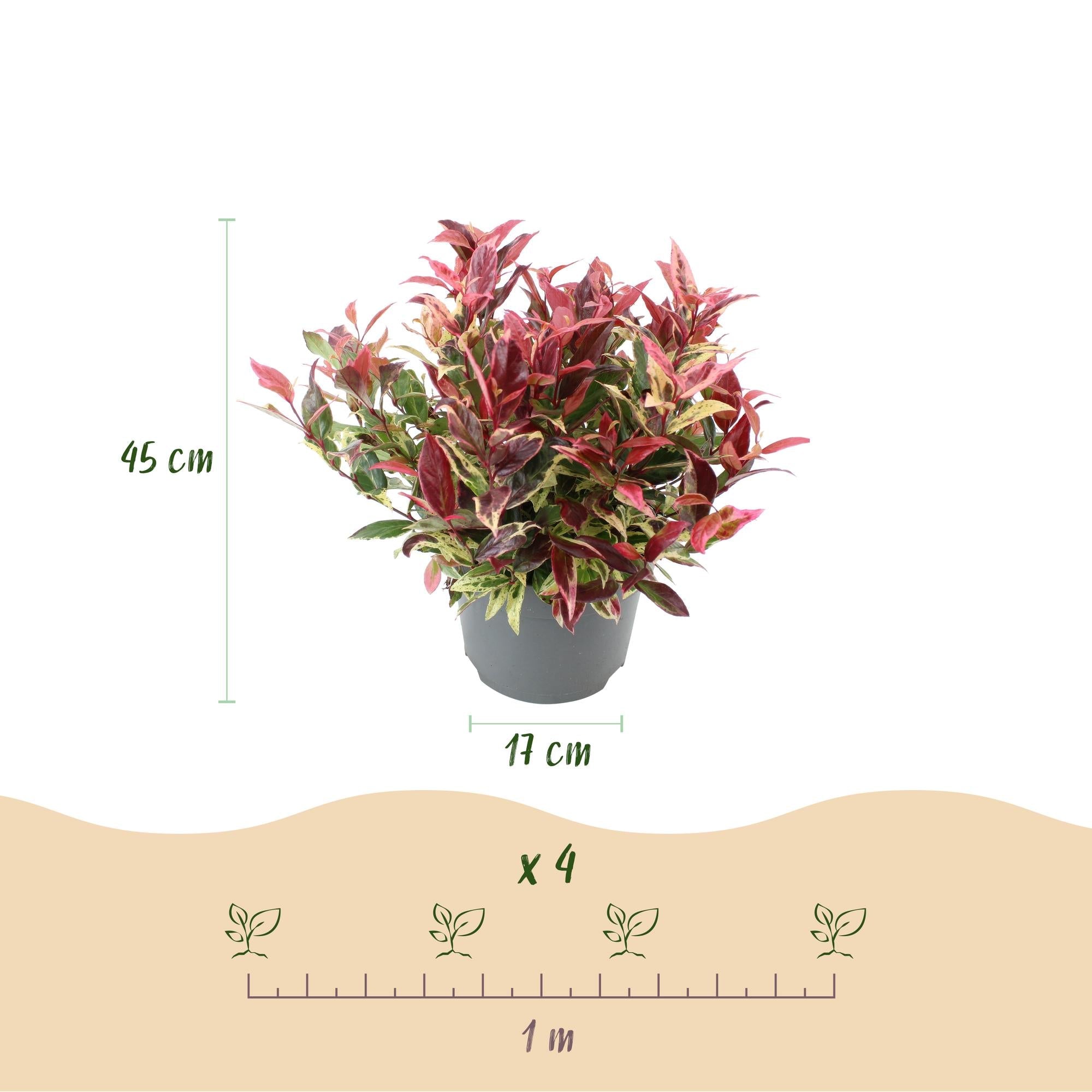 green-guardia-leucothoe-colour-diamond-zierstrauch-17cm-immergr-n image 2