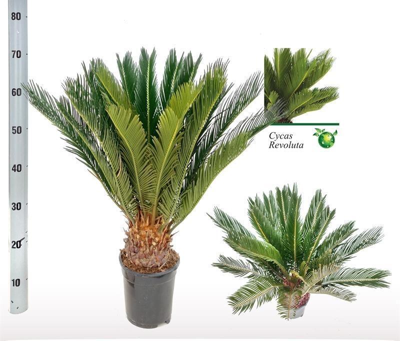 green-guardia-cycas-revoluta-sagopalme-60-cm-17-cm-topf image 1