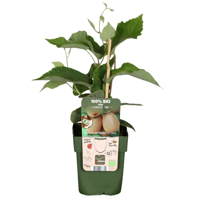 green-guardia-unsere-pflanzen-bio-kiwi-jungpflanze-13-cm-topf image 1
