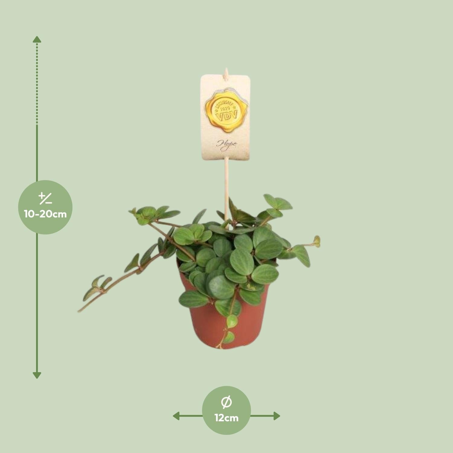 green-guardia-peperomia-hope-peperomie-12-cm-topf image 2