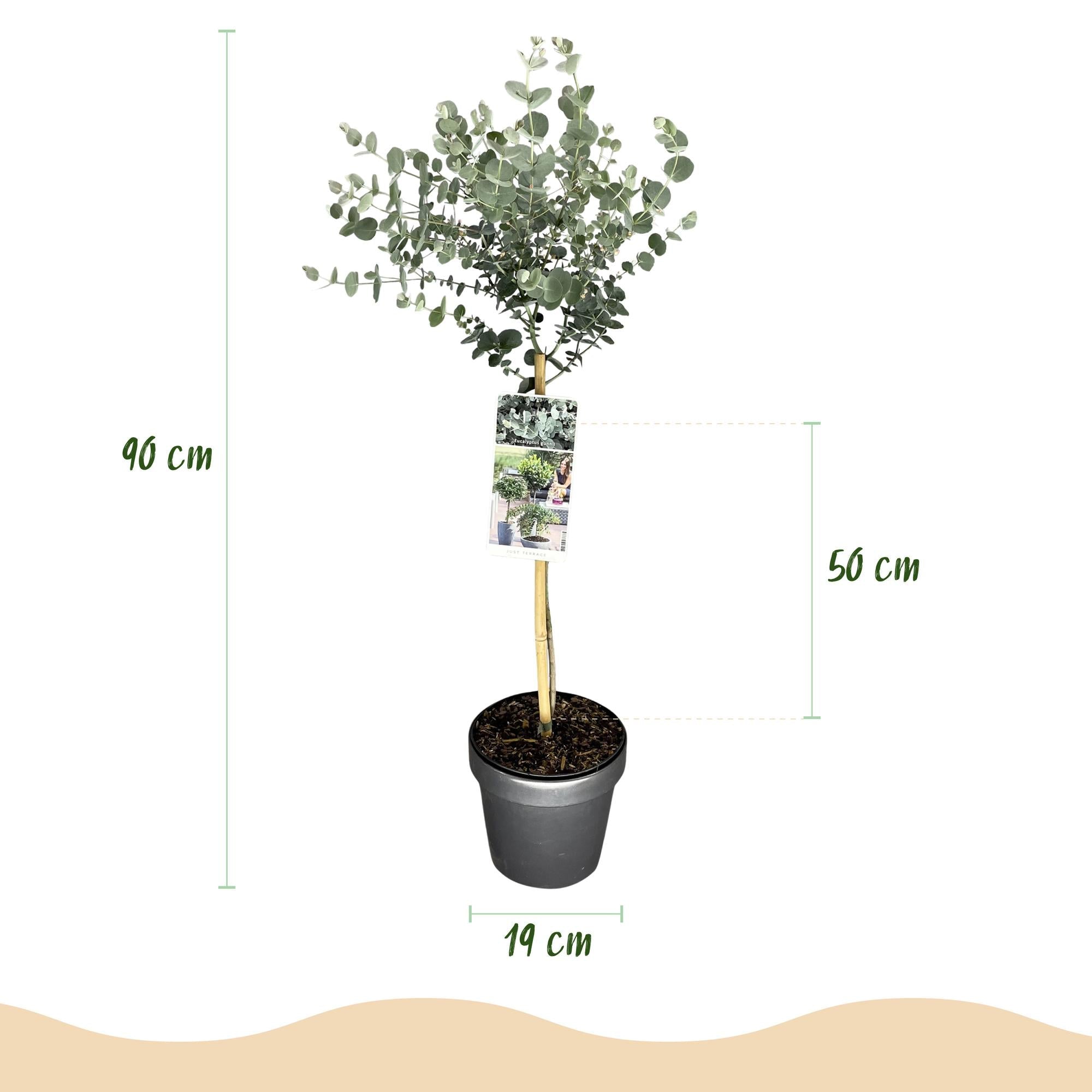 green-guardia-eucalyptus-gunnii-azure-pflanze-19cm-topf-90cm image 2