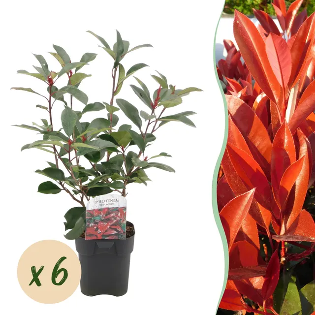 green-guardia-red-robin-glanzmispel-6-pflanzen-50-cm image 1