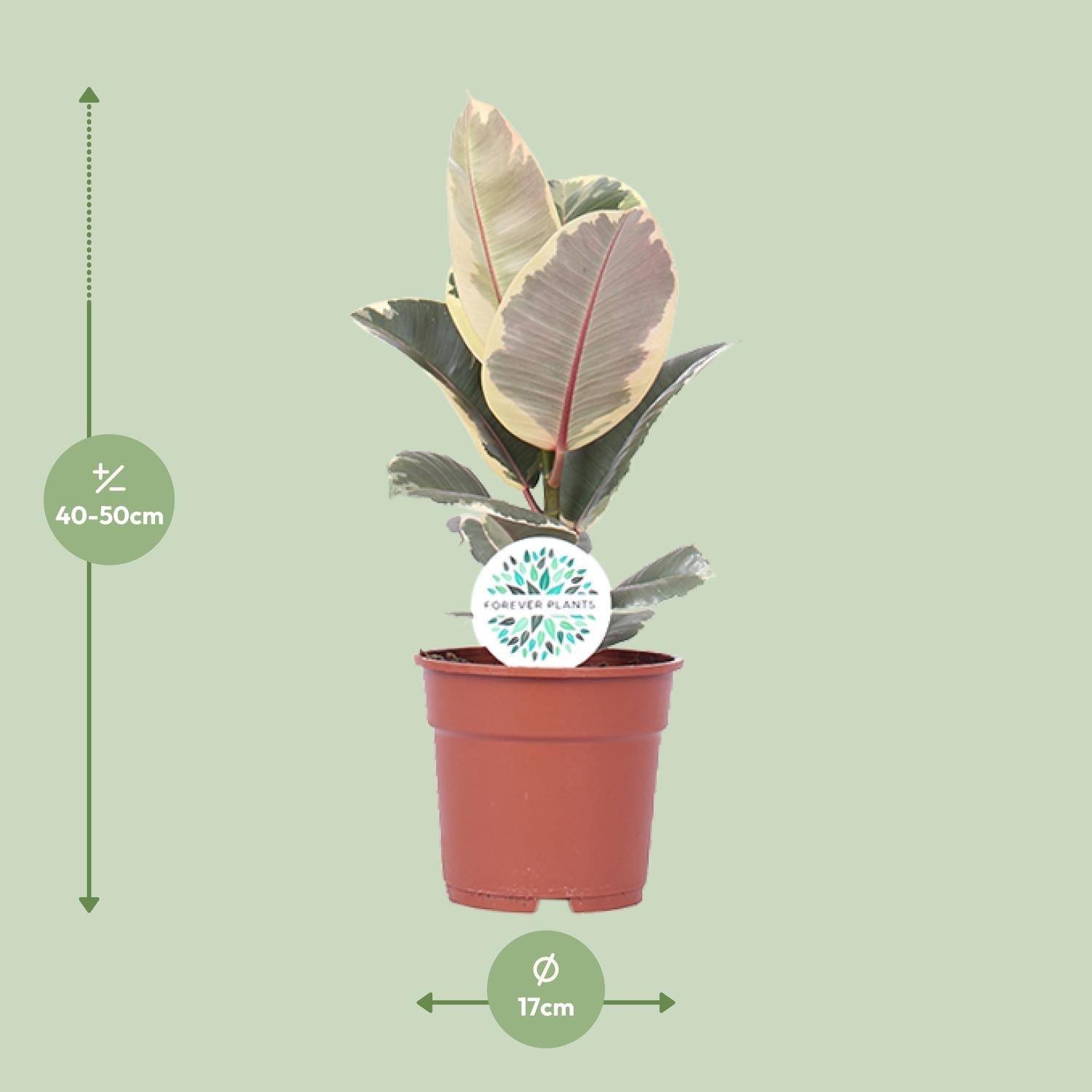 green-guardia-unsere-pflanzen-ficus-tineke-gummibaum-50cm-panaschiert image 5