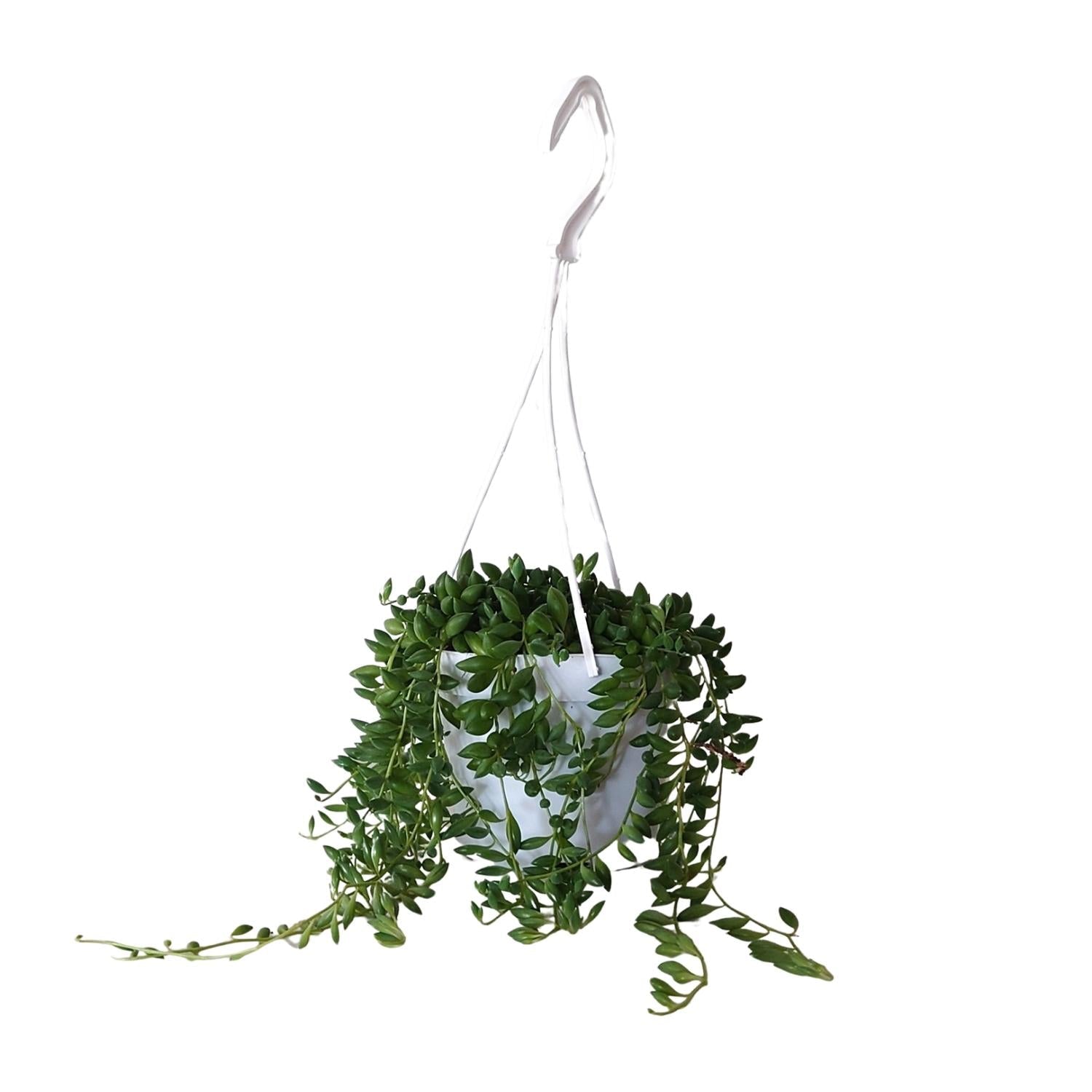 green-guardia-unsere-pflanzen-senecio-erbsenpflanze-11cm-25cm image 1