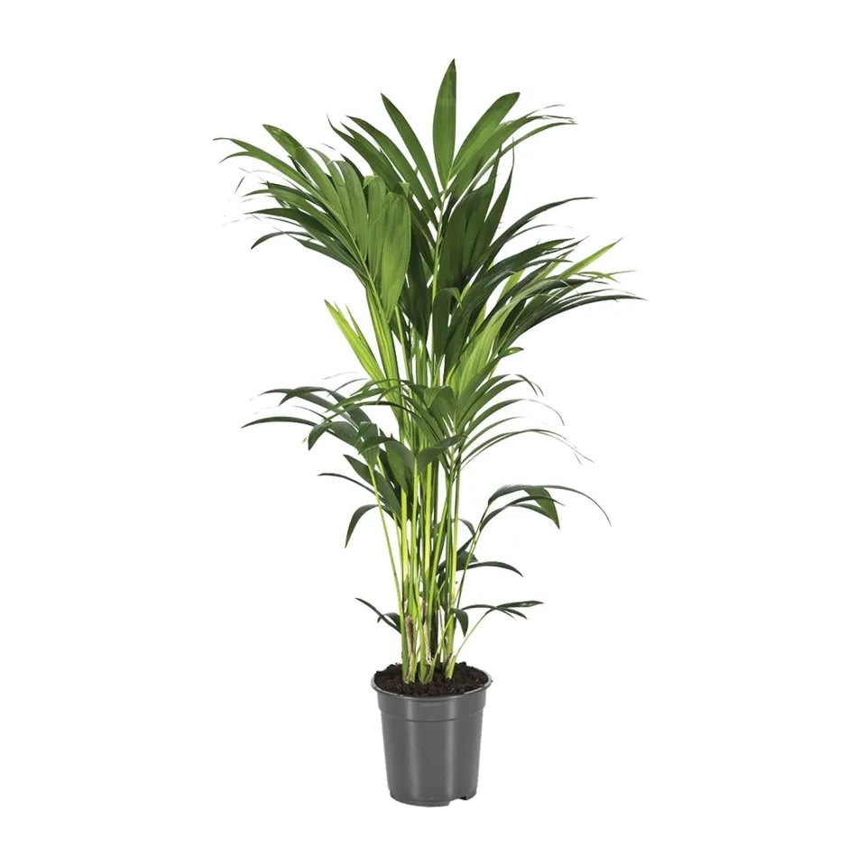 green-guardia-unsere-pflanzen-howea-kentia-palme-zimmerpalme-110-cm image 1