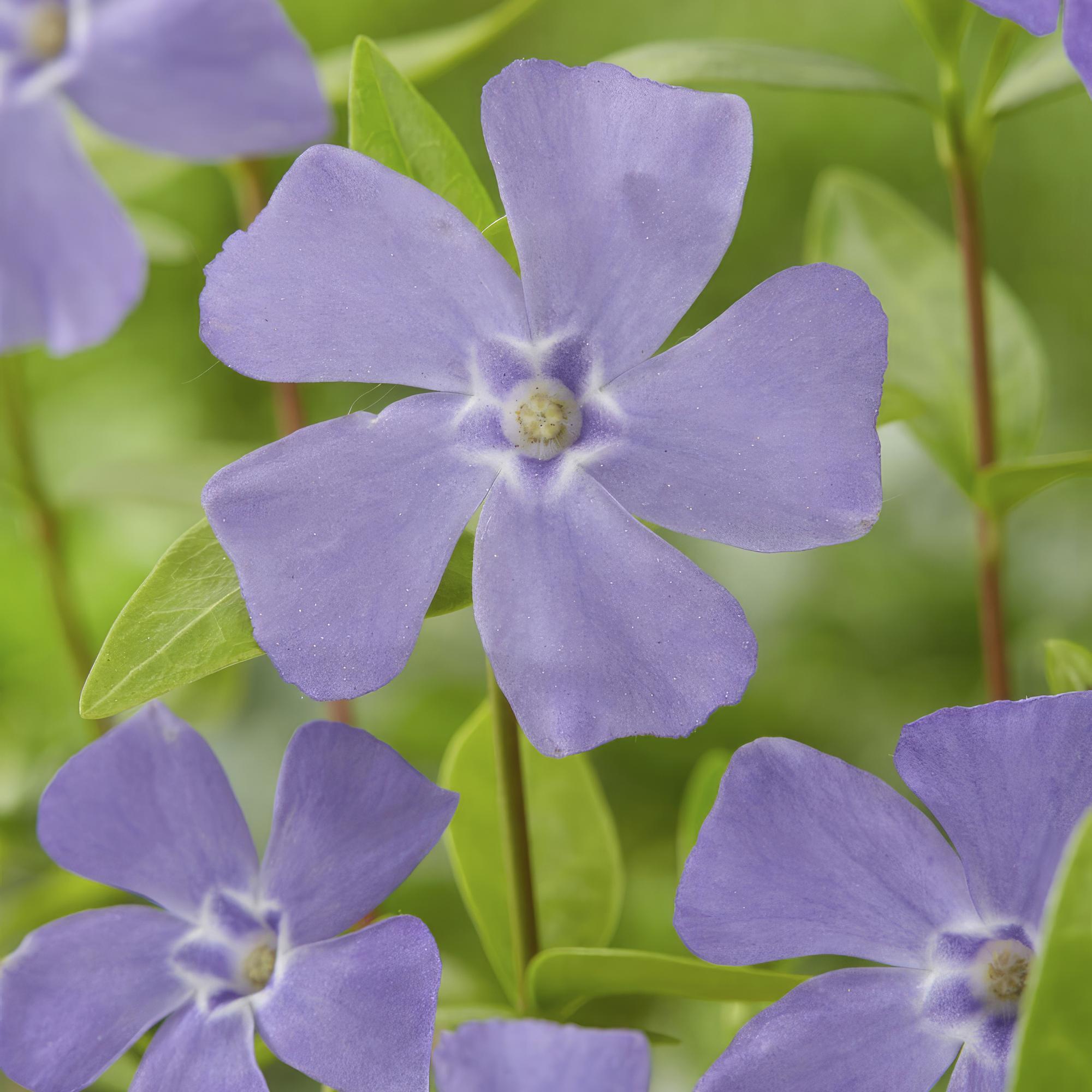 green-guardia-vinca-minor-immergr-n-12-pflanzen-9-cm image 4
