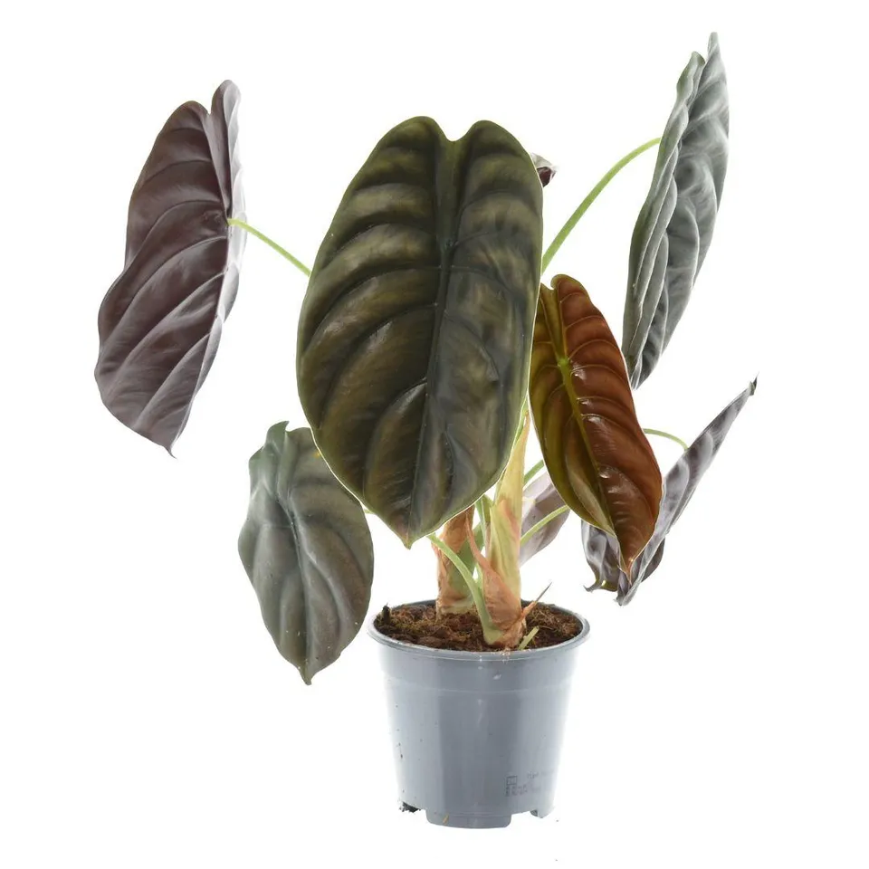 green-guardia-unsere-pflanzen-alocasia-red-secret-35cm-topfpflanze image 1