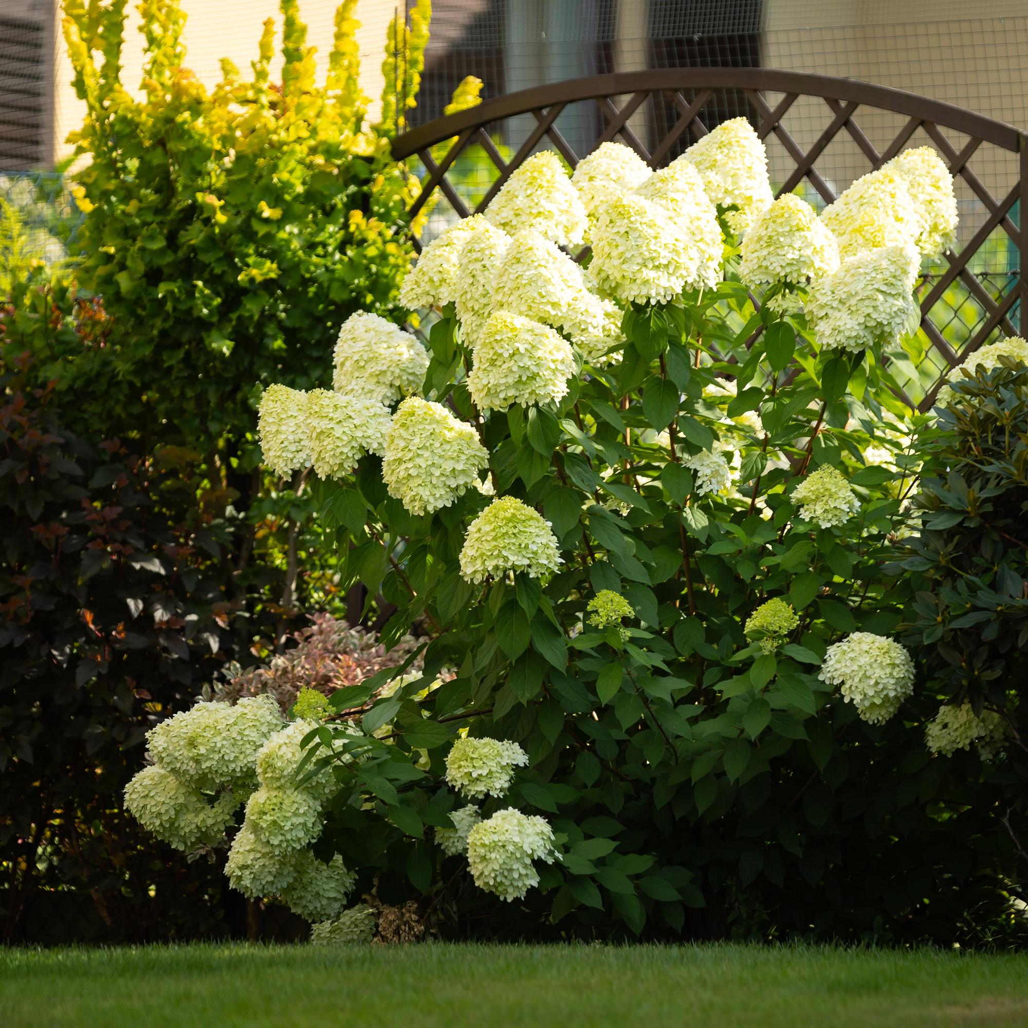 green-guardia-unsere-pflanzen-rispenhortensie-limelight-50cm-einzelpflanze image 4