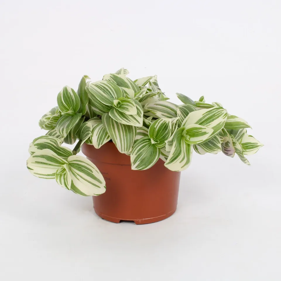 green-guardia-unsere-pflanzen-tradescantia-giant-white-beach-h-ngepflanze image 1