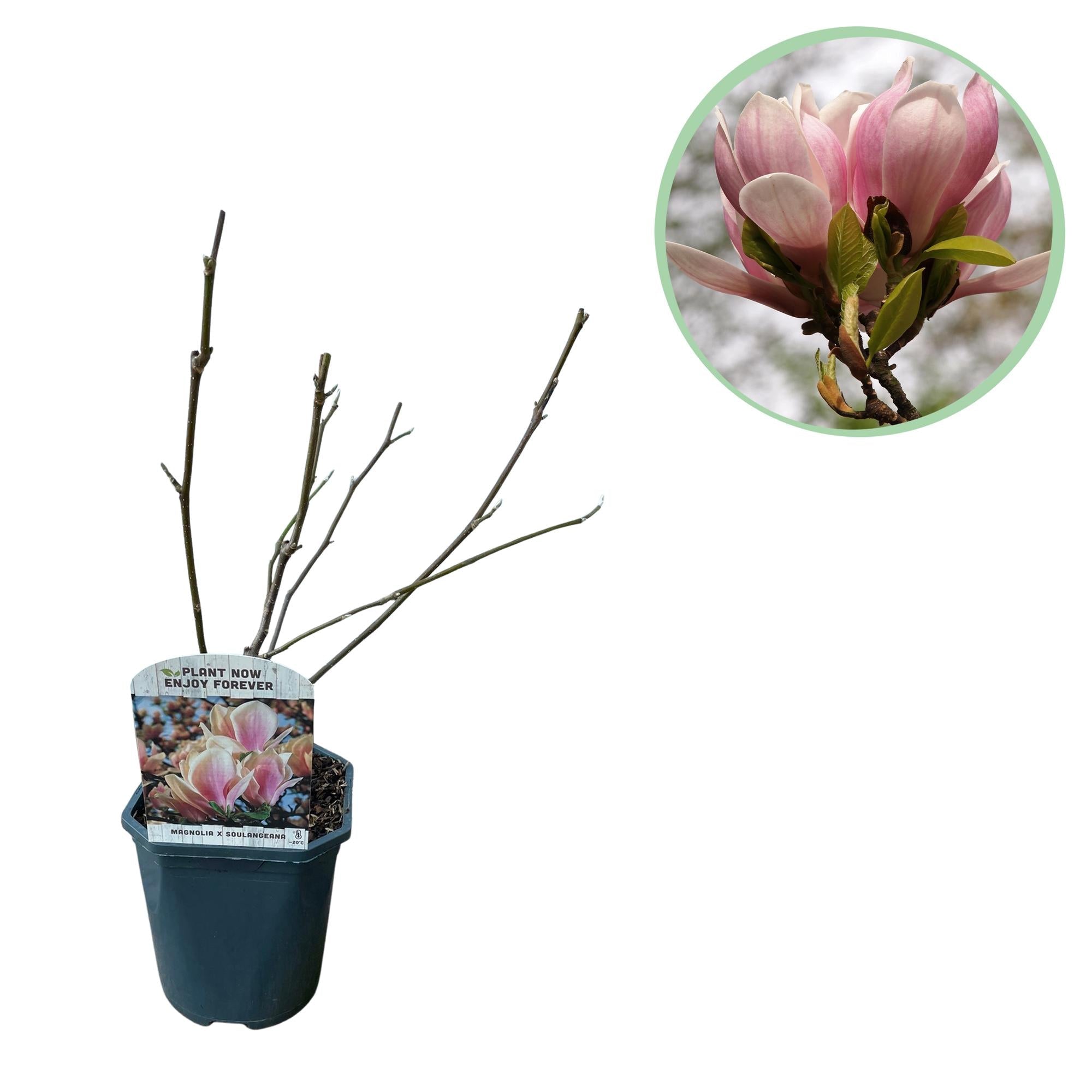 green-guardia-unsere-pflanzen-magnolia-soulangiana-17-cm-topf-hellrosa image 1