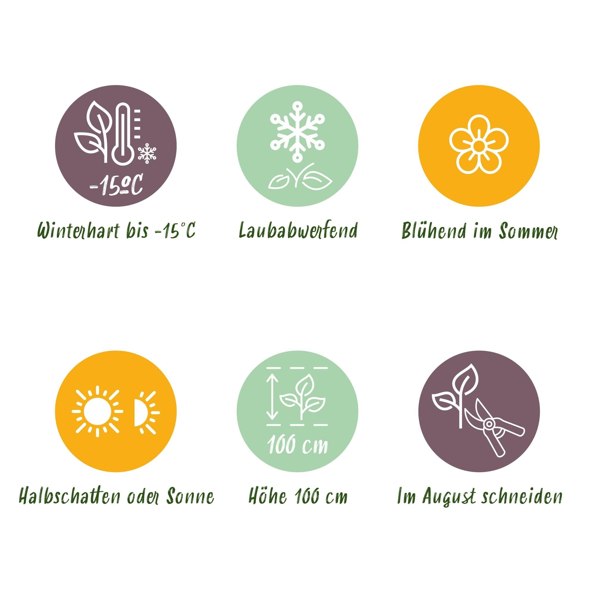 green-guardia-hortensie-forever-ever-lila-bl-hstrauch-1-pflanze image 3