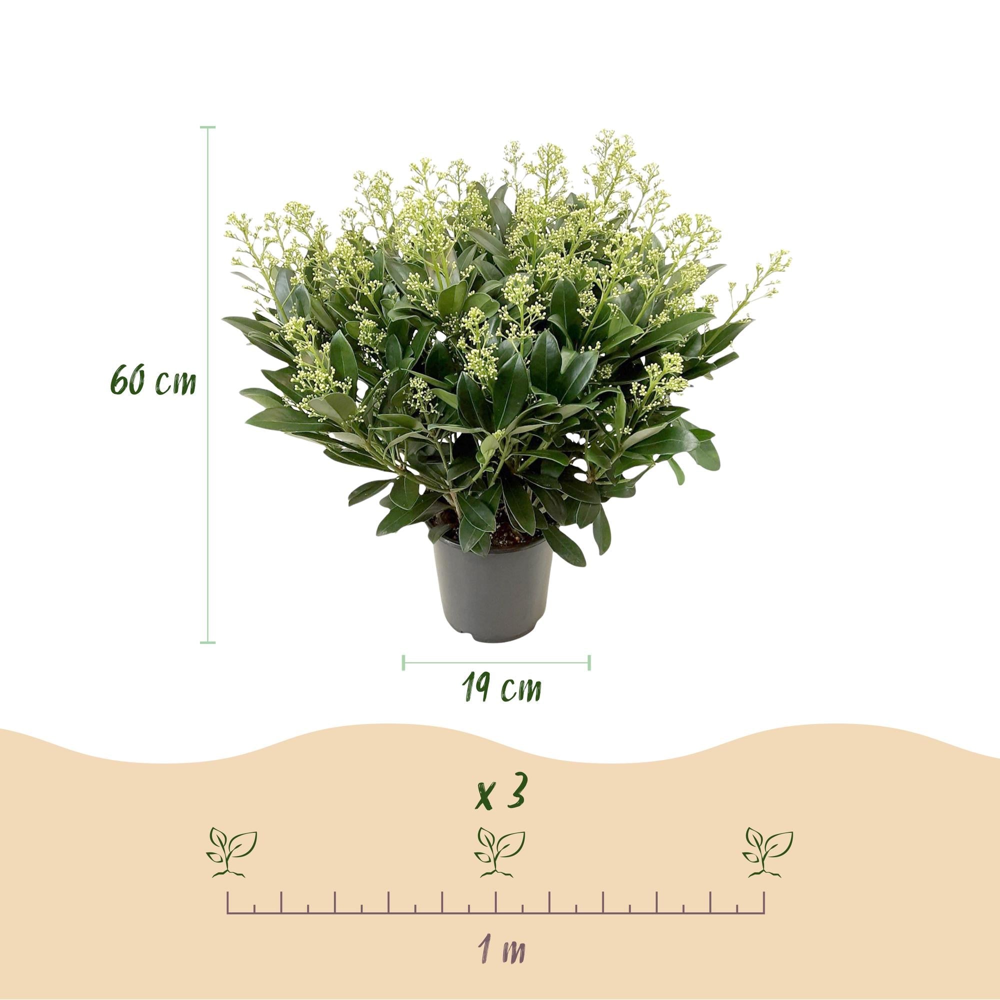 green-guardia-skimmia-finchy-wei-e-bl-ten-1-pflanze image 2