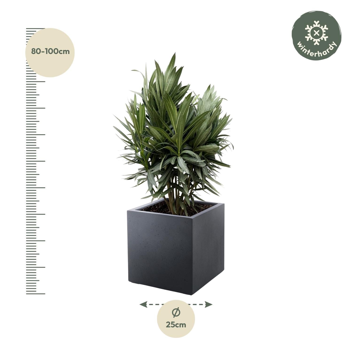 green-guardia-oleander-nerium-oleander-bl-hstrauch-70cm-19 image 2