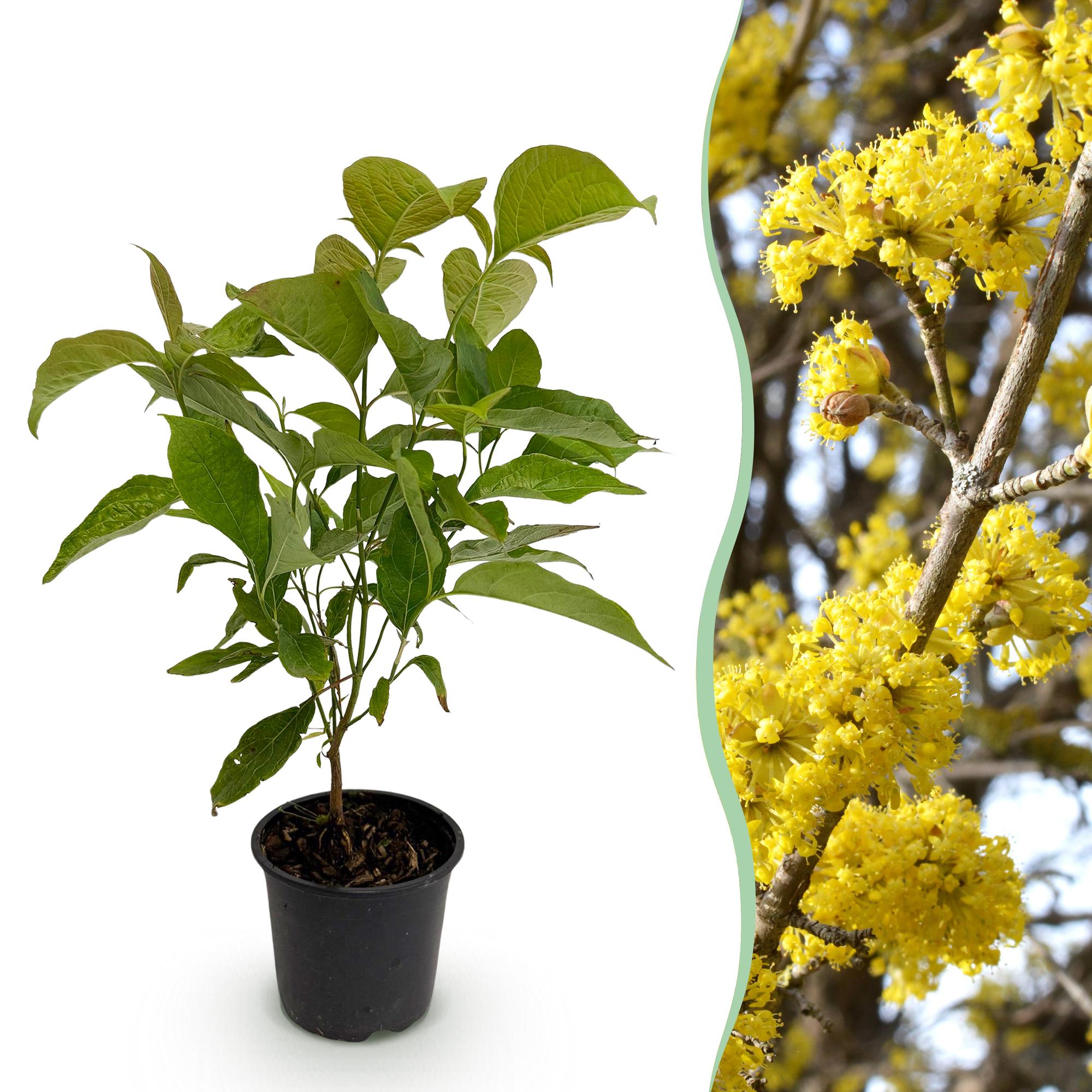 green-guardia-unsere-pflanzen-cornus-mas-zierstrauch-12cm-gelb image 1