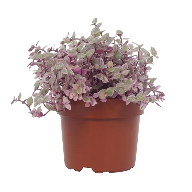 green-guardia-callisia-repens-rosato-dreimasterblume-12-cm-topf image 1