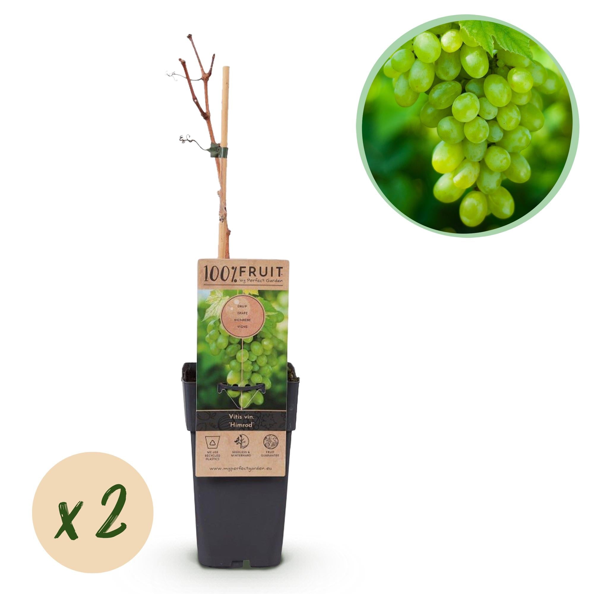 green-guardia-unsere-pflanzen-himrod-tafeltraube-2-pflanzen-15cm image 1