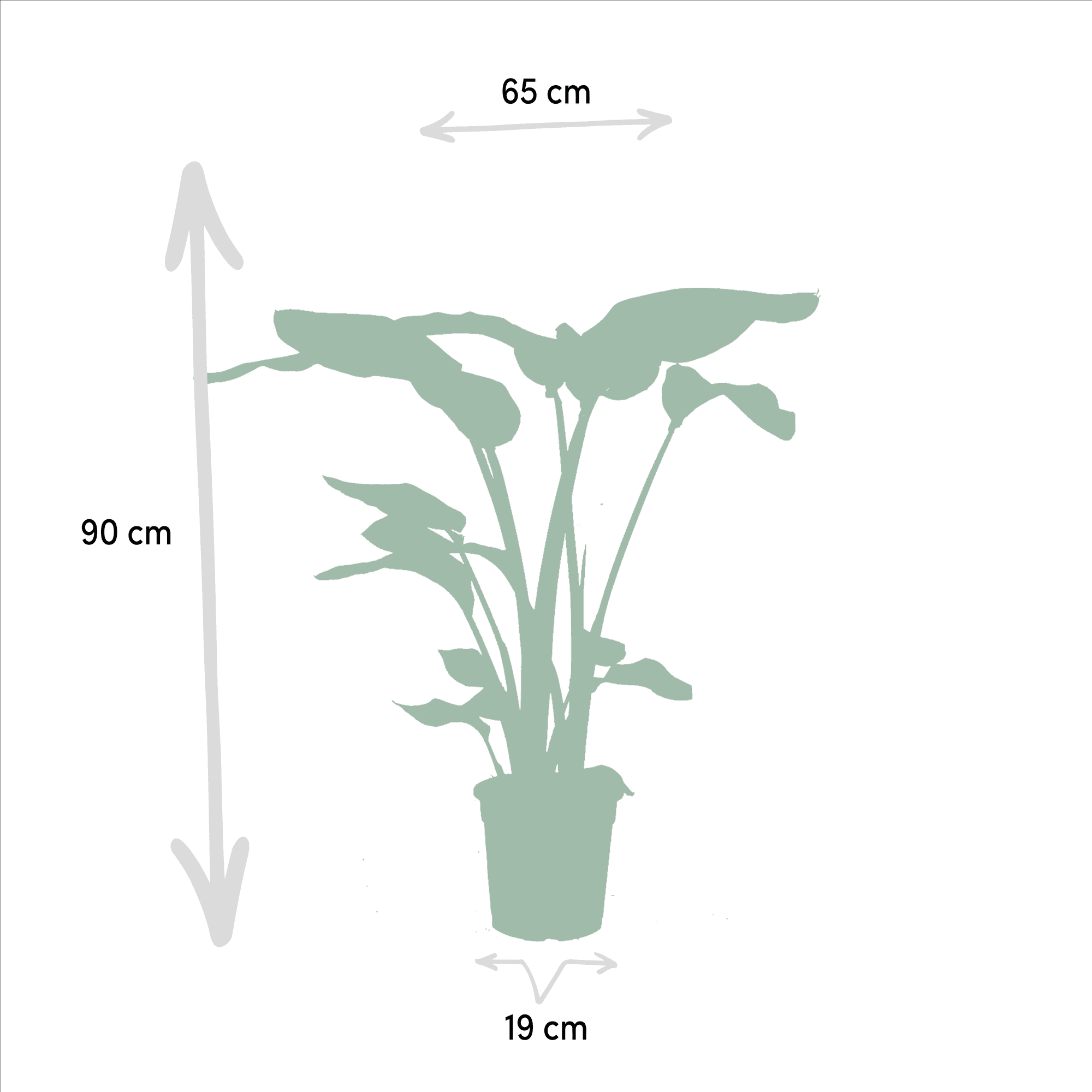 green-guardia-unsere-pflanzen-monstera-strelitzia-set-2-pflanzen image 3