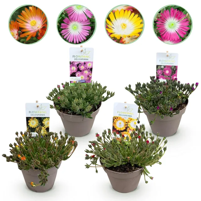green-guardia-delosperma-jewel-bodendecker-4-pflanzen-14cm image 1