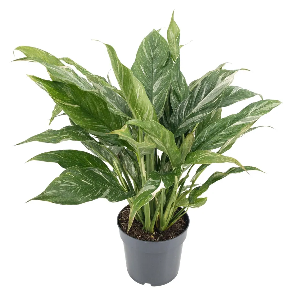 green-guardia-dieffenbachia-diamond-variegata-14cm-topf image 1