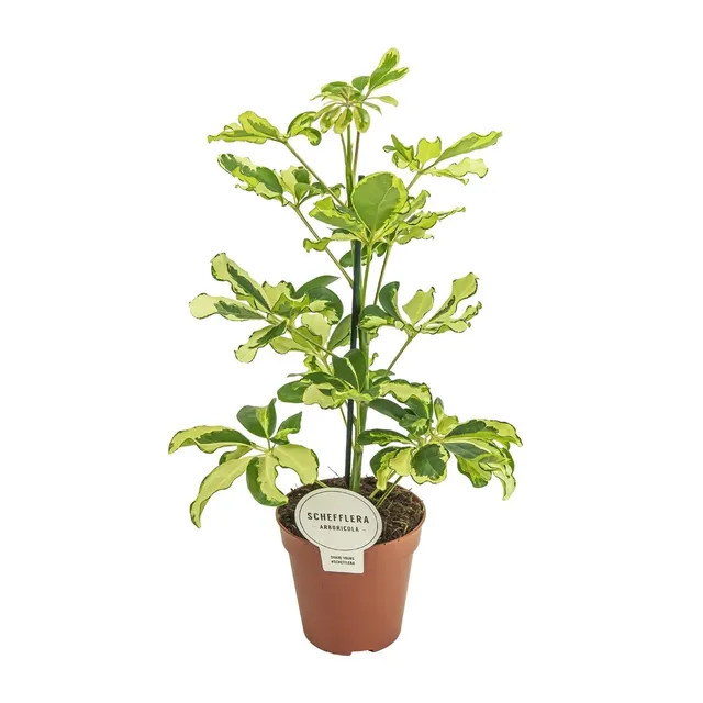 green-guardia-schefflera-charlotte-zimmerpflanze-13cm-topf-luftreinigend image 1
