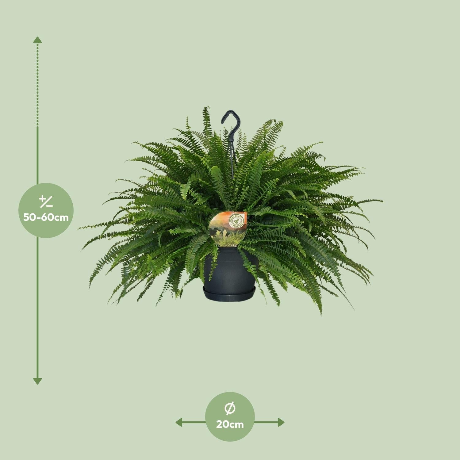 green-guardia-farn-green-lady-zimmerpflanze-nephrolepis-12-cm-30-cm image 5