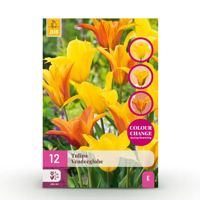 green-guardia-unsere-pflanzen-tulpe-vend-e-globe-blumenzwiebeln-gelb image 1