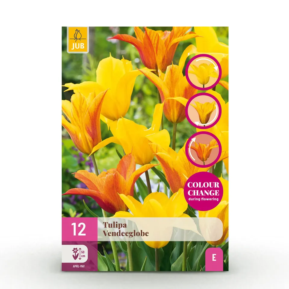 green-guardia-unsere-pflanzen-tulpe-vend-e-globe-blumenzwiebeln-gelb image 1