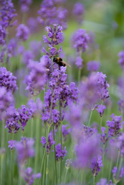 green-guardia-lavendel-munstead-duftpflanze-6-pflanzen image 5