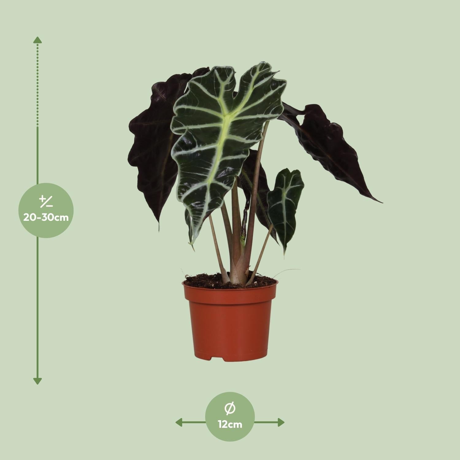 green-guardia-unsere-pflanzen-alocasia-polly-elefantenohr-12cm-topf image 2