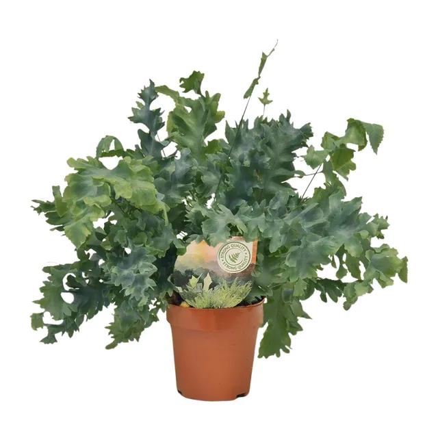 green-guardia-unsere-pflanzen-davana-farn-zimmerpflanze-35-cm-12cm image 1