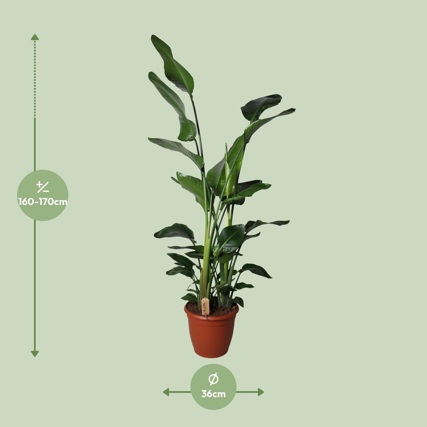 green-guardia-unsere-pflanzen-strelitzia-nicolai-90-cm-wei-e-bl-te-zimmerpflanze image 4