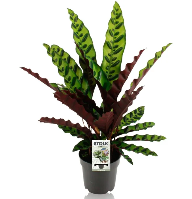 green-guardia-insignis-calathea-zimmerpflanze-14-cm-topf image 1