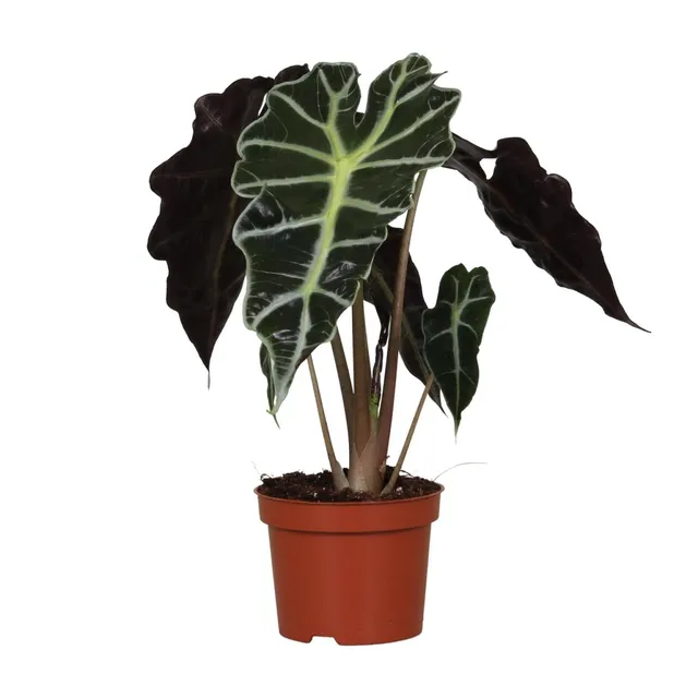 green-guardia-unsere-pflanzen-alocasia-polly-elefantenohr-12cm-topf image 1