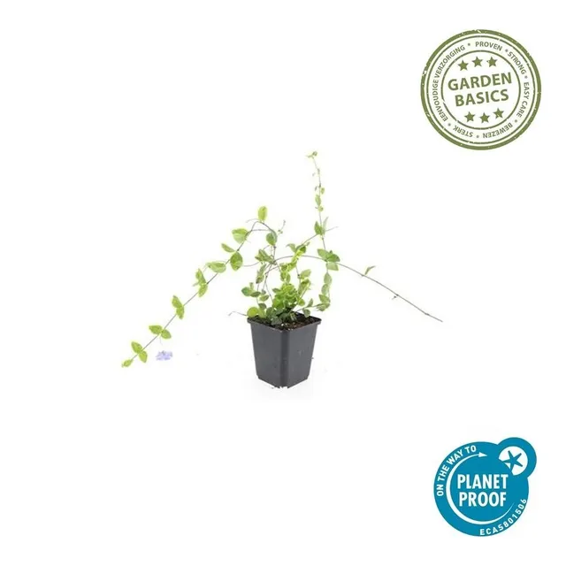 green-guardia-vinca-minor-blue-gold-immergr-n-6-pflanzen image 1