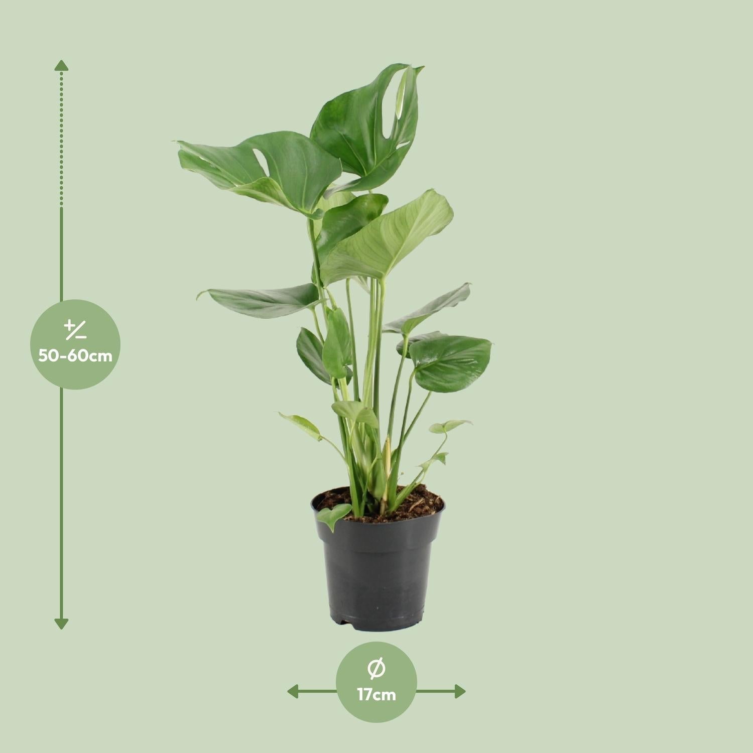 green-guardia-monstera-deliciosa-fensterblatt-105-cm-pflanze image 2