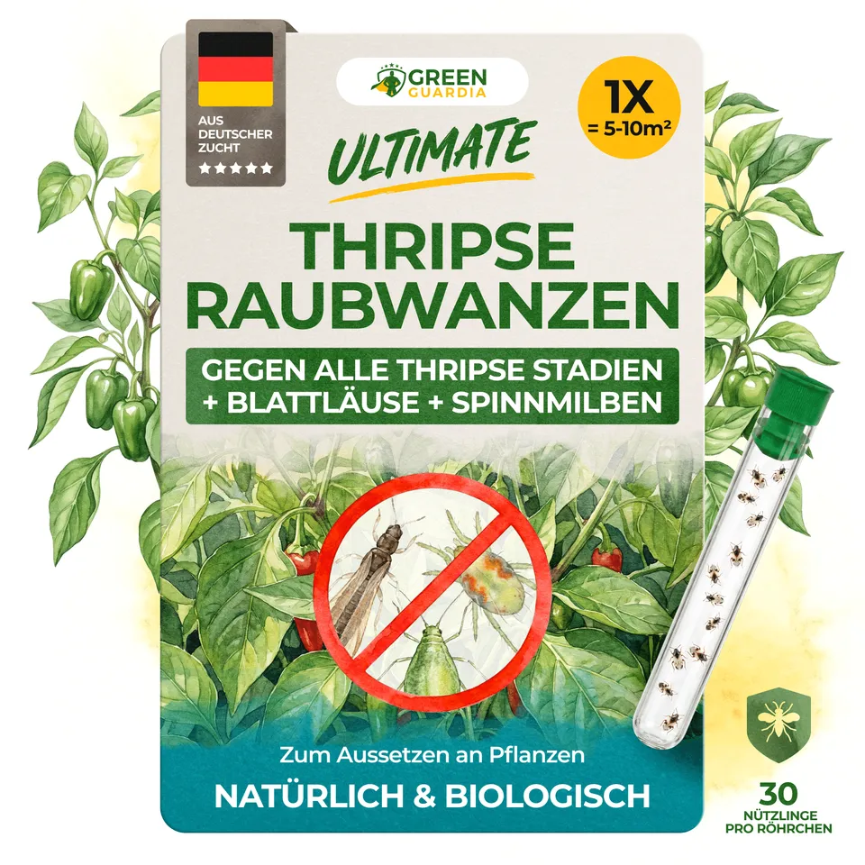 green-guardia-orius-raubwanzen-gegen-thripse-30-n-tzlinge-5-10-m image 1