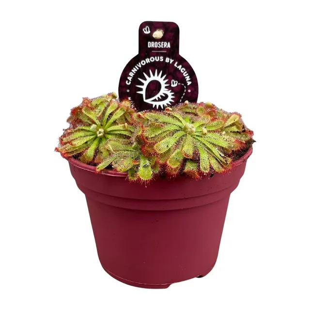 green-guardia-unsere-pflanzen-drosera-aliciae-sonnentau-12cm-topf image 1