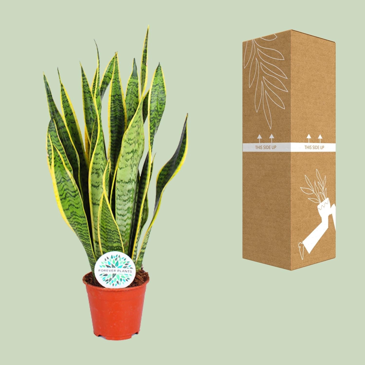 green-guardia-unsere-pflanzen-sansevieria-laurentii-bogenhanf-40-85-cm image 3