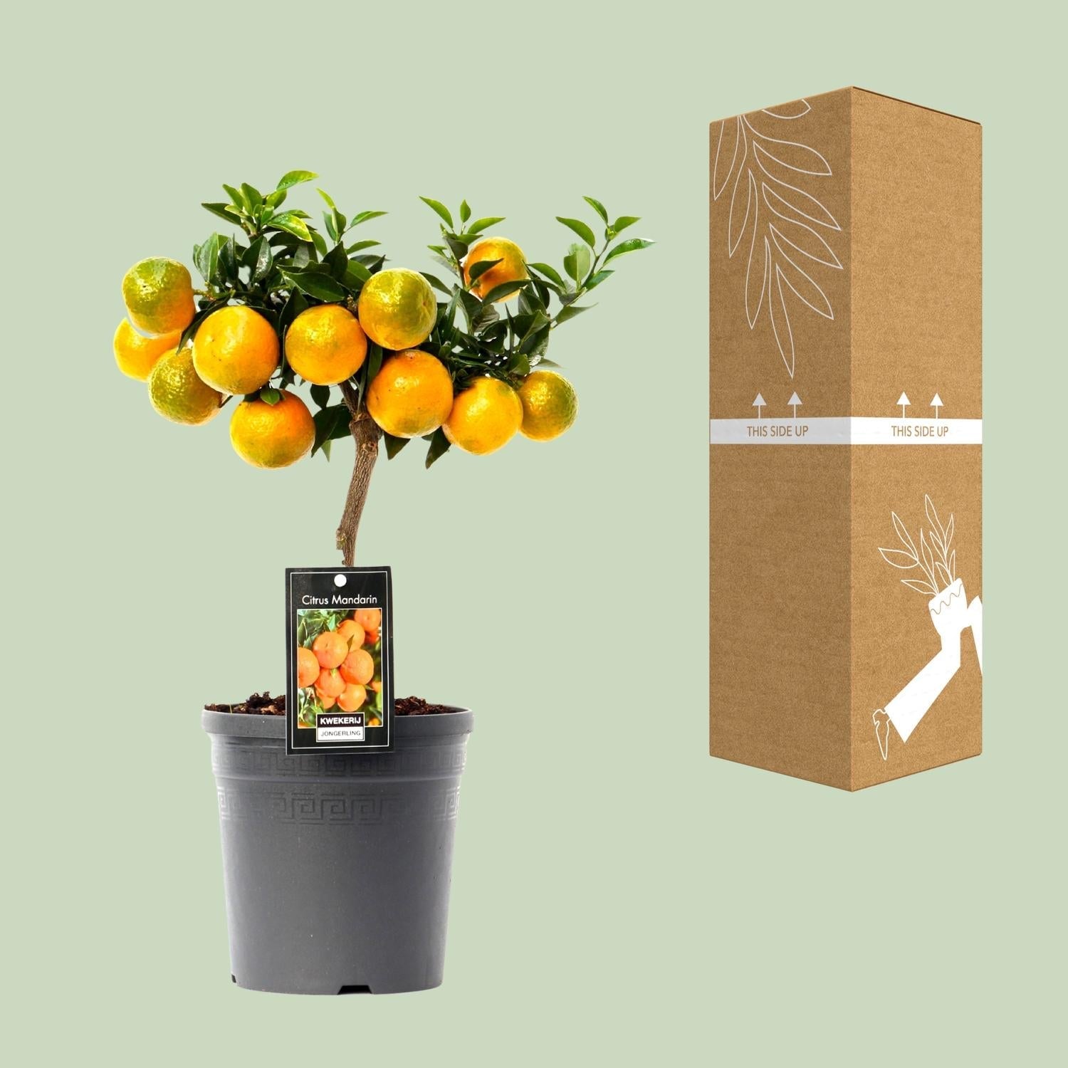 green-guardia-citrus-mandarin-baum-16cm-topf image 3