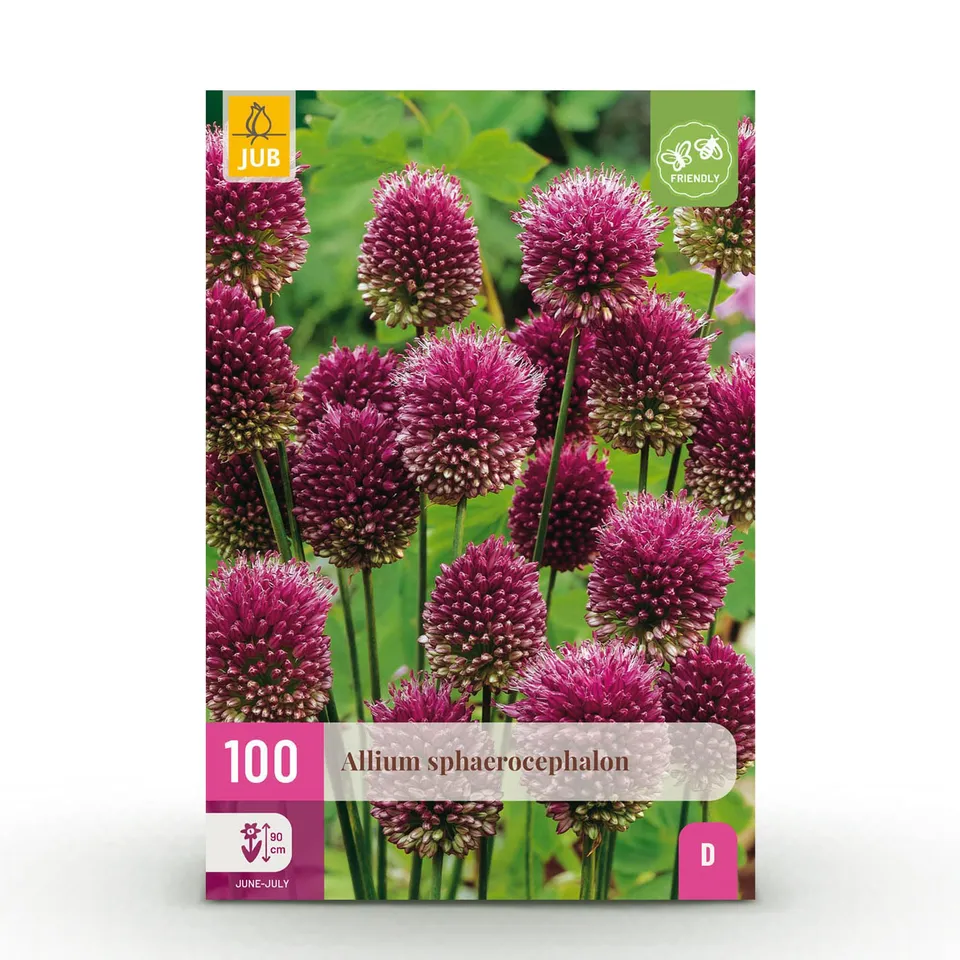 green-guardia-allium-sphaerocephalon-blumenzwiebeln-100-st-ck image 1