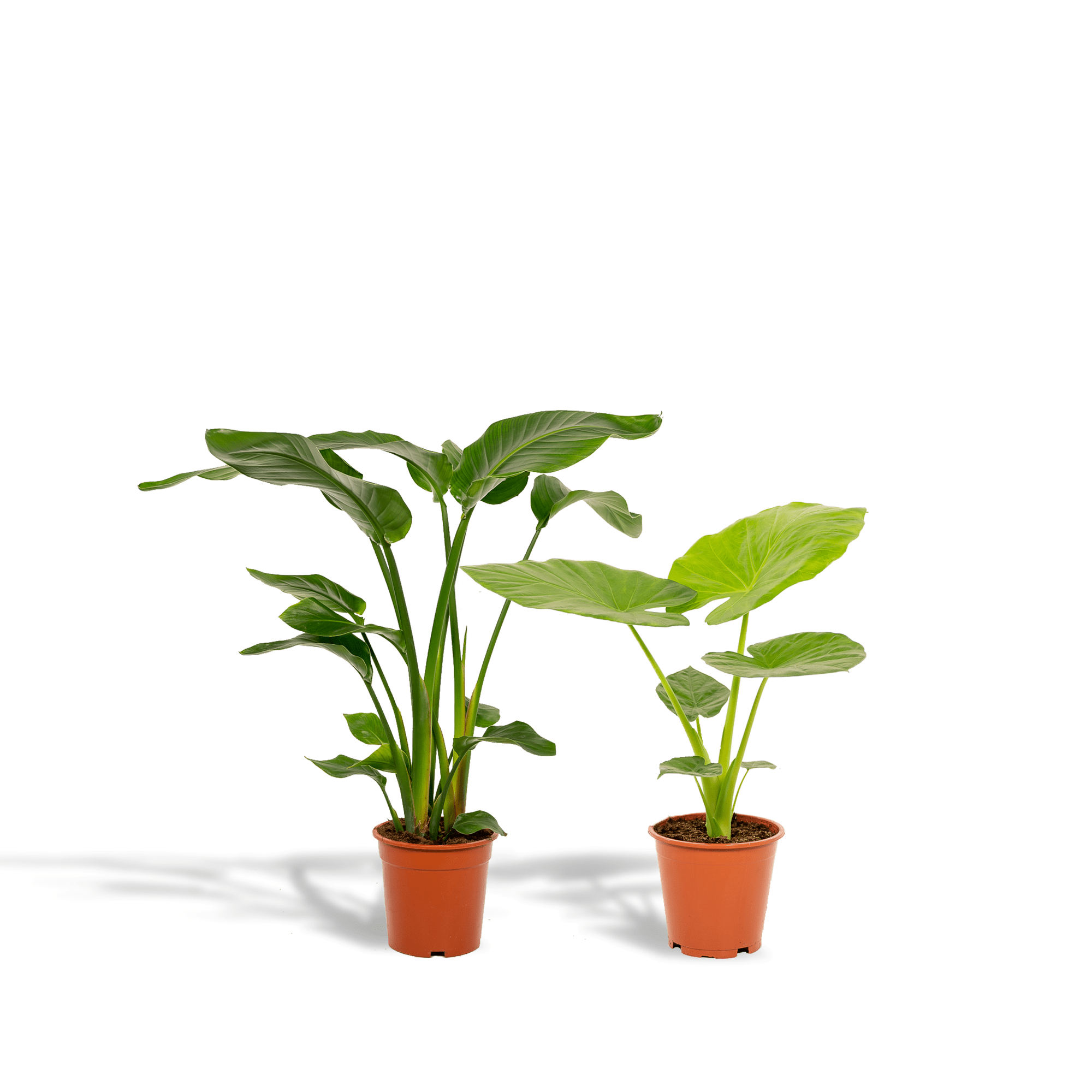 green-guardia-strelitzia-alocasia-zimmerpflanze-2-pflanzen image 1