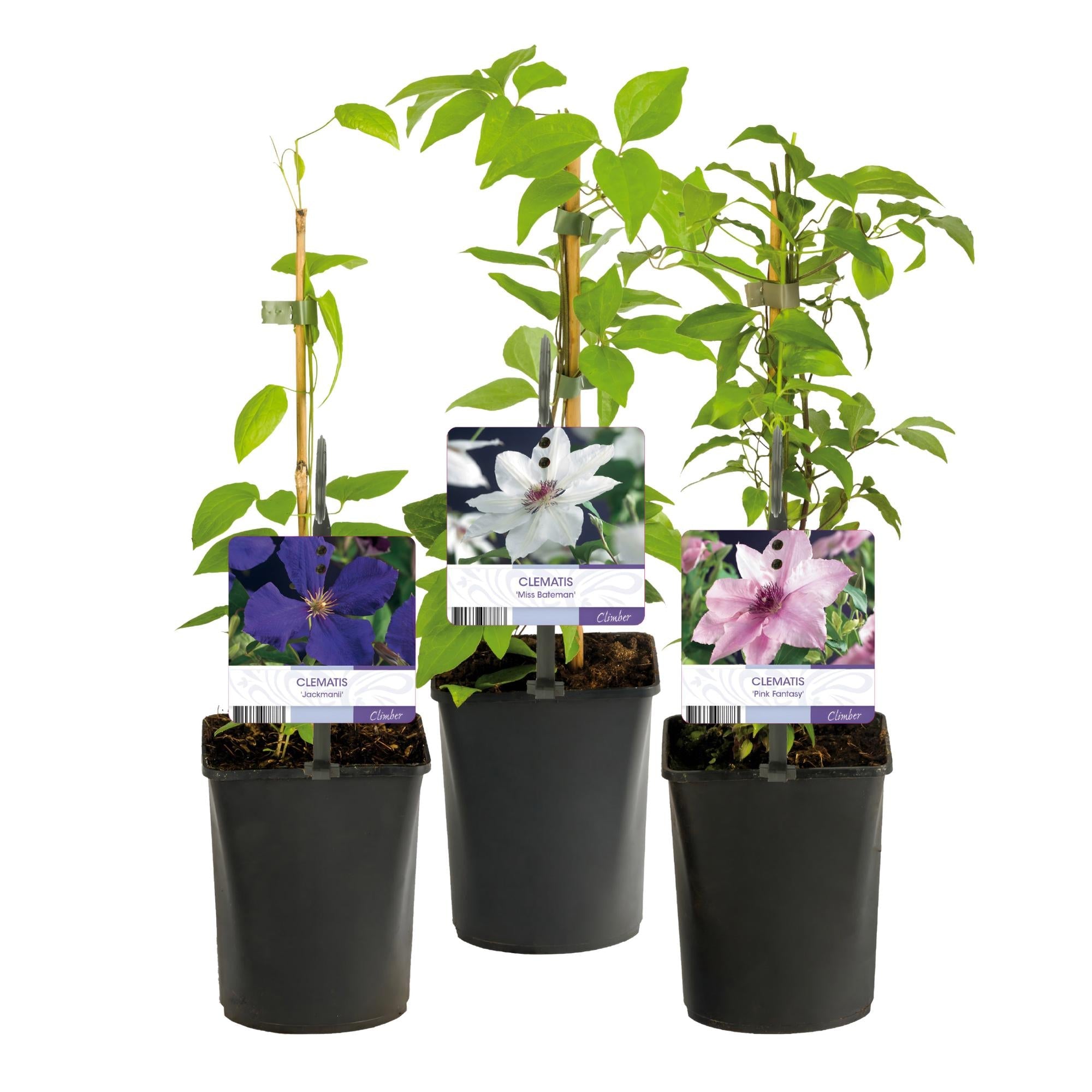 green-guardia-unsere-pflanzen-clematis-tricolour-kletterpflanze-3x-11cm image 2