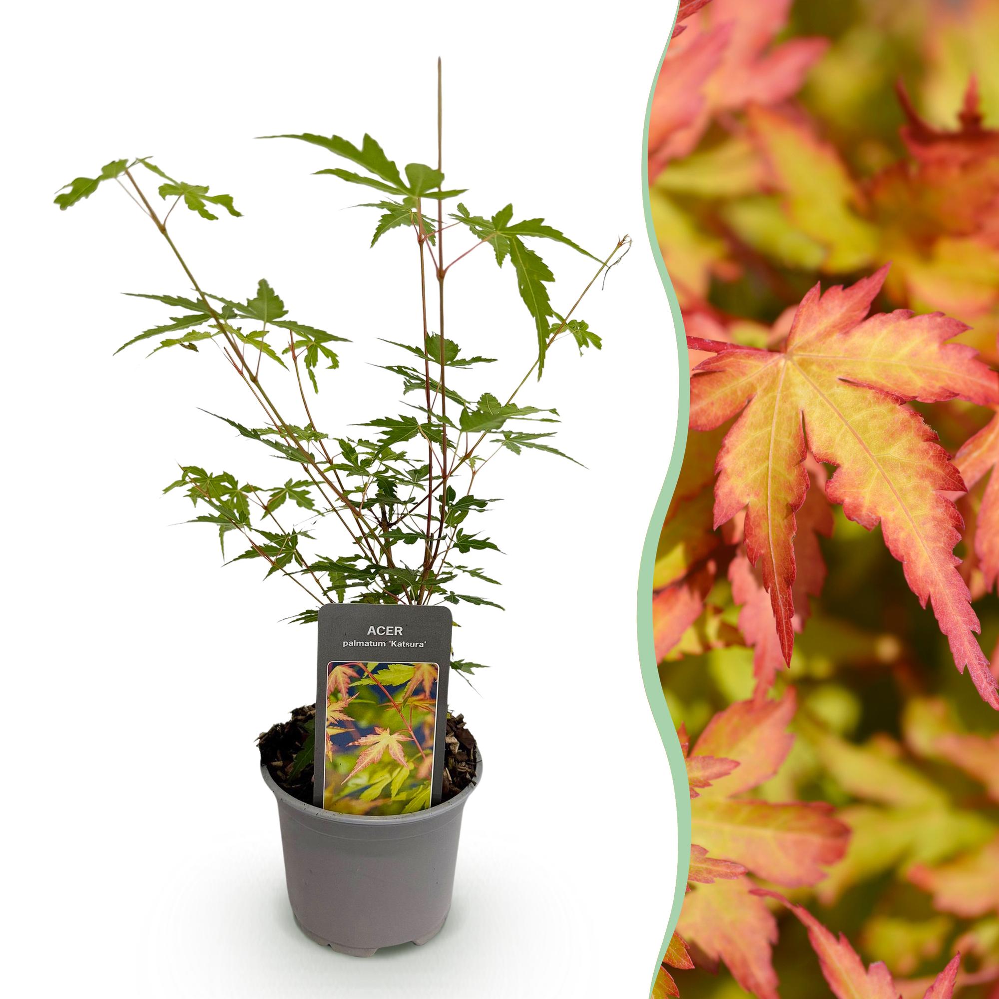green-guardia-acer-sangokaku-f-cherahorn-12cm-topf-gr-n image 1